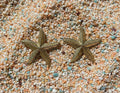 Golden Star Studs